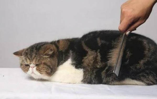 三个月小猫能吃罐头吗