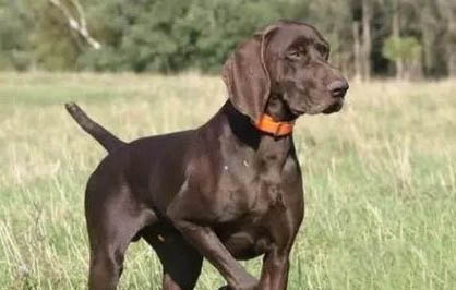 犬瘟热特效药