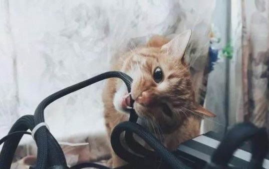 被小猫咪抓出血了要打针吗