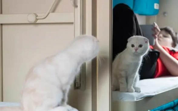 猫咪为什么会吐食物