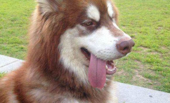狗狗一天没吃东西吐了怎么办
