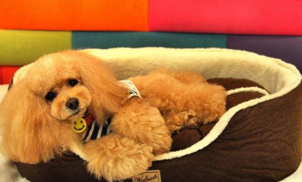 犬瘟治疗需要多久