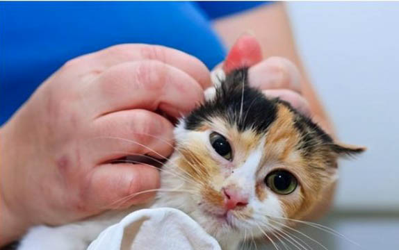 小猫可以吃米饭吗