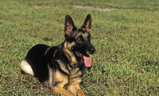 德国牧羊犬为什么要禁养