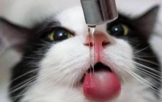 猫的舌头倒刺伤人吗