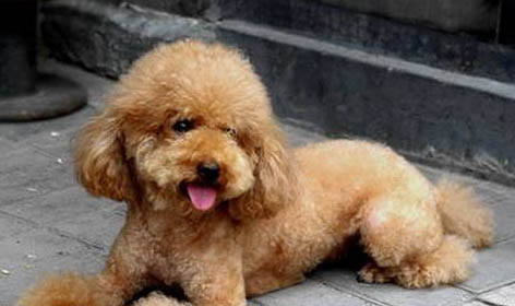 怎么判断贵宾犬得了什么病
