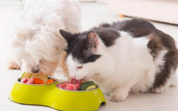 猫咪可以滴眼药水吗