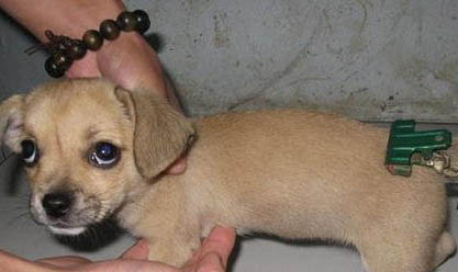 棉花面纱犬哪里有卖