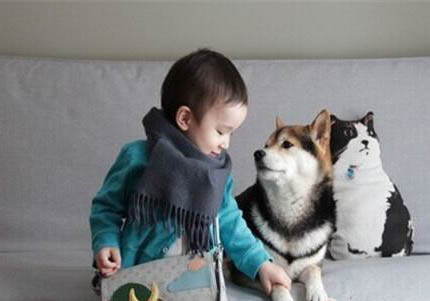 柴犬不喝水
