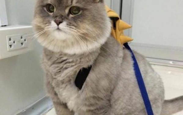 小猫的哺乳期多久