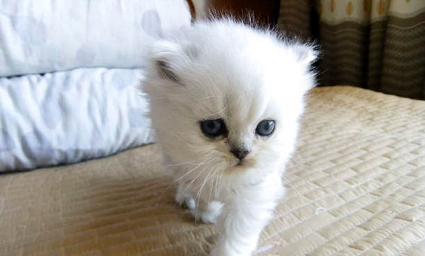 宠物猫突然呕吐是什么原因引起的