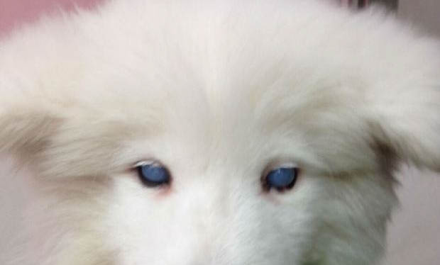 狗狗不吃东西的原因有哪些