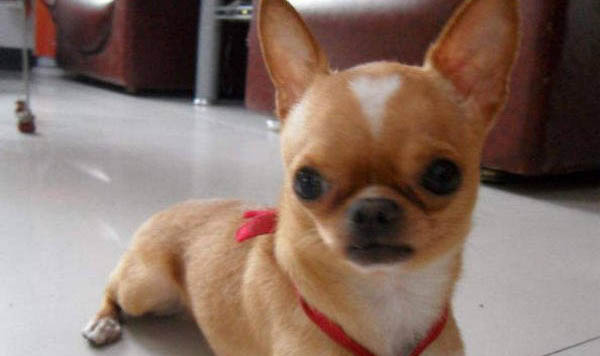 吉娃娃和小鹿犬哪个好