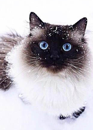 为什么打了猫咪还亲近你