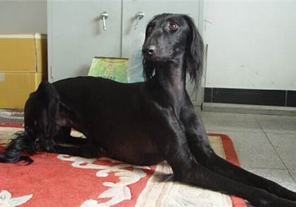 阿富汗猎犬来月经怎么处理方法