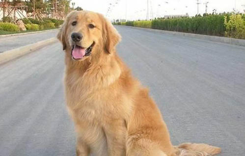 金毛犬可以吃米饭吗