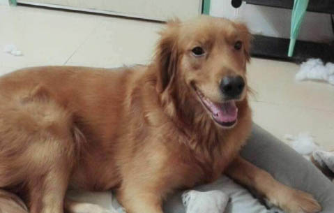 狗狗的尾巴表达的情绪