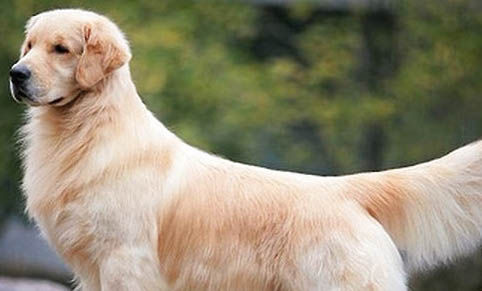 哪里有卖金毛犬