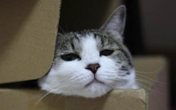 小猫拉肚子了该怎么办
