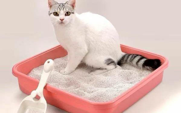 猫咪有一个眼睛总是流眼泪