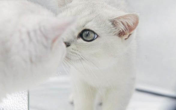 猫咪眼睛总是流泪?这是为什么?