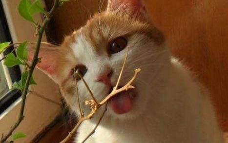 宠物猫：猫可以吃稀饭吗