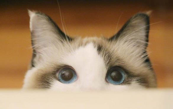 猫咪的一只眼睛发红，有分泌物是什么原因？