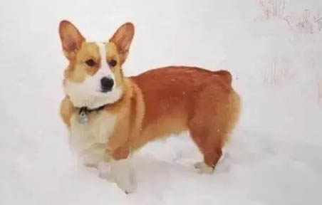 犬舍的狗狗一般价格是多少