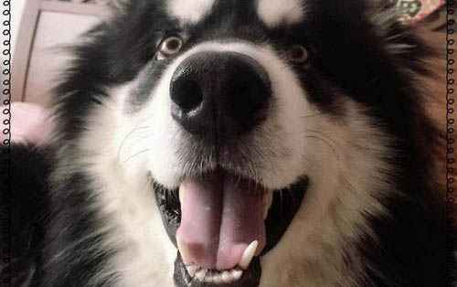 阿拉斯加是大型犬吗