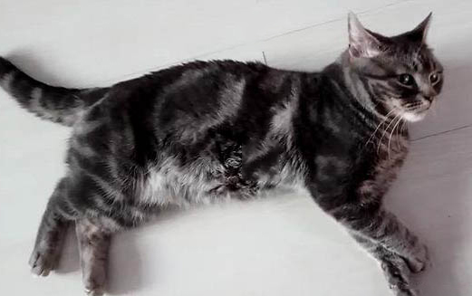 猫咪怎么样才会认主人?