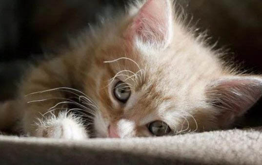 猫咪能不能闻电蚊香液？生活中对猫咪现在的隐患