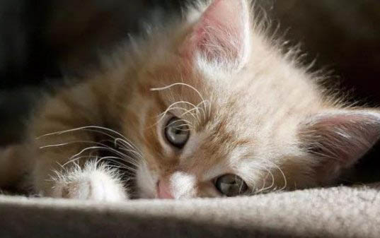 猫咪外耳炎症状