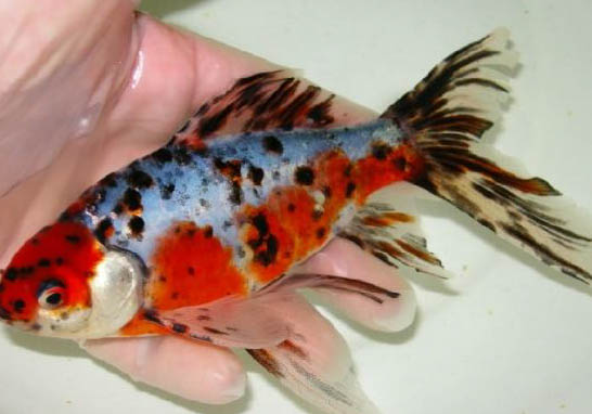 草金鱼繁殖的前兆有哪些？