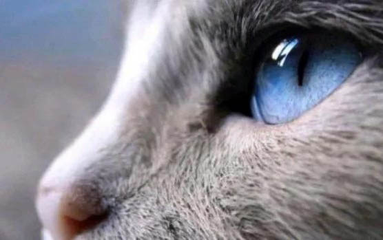 猫最近总是吐是为啥
