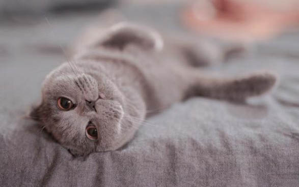 小猫吃驱虫药后的禁忌?