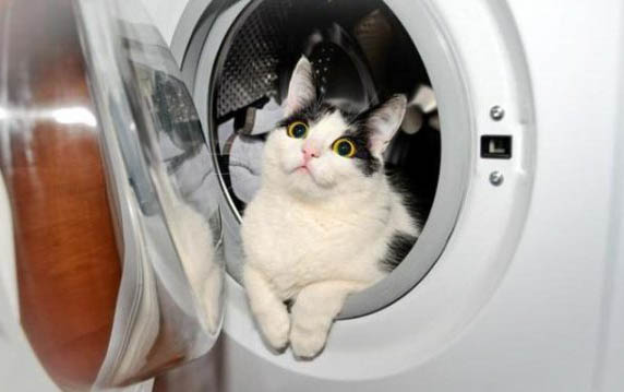 四个月小猫会怀孕吗