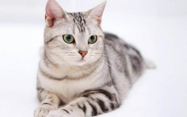 一岁半的猫得猫瘟有哪些表现
