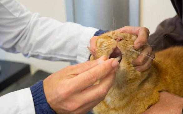 猫咪神经炎会死吗
