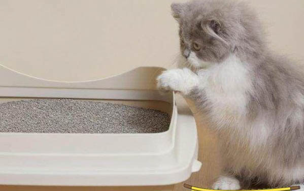 猫打完疫苗多久能洗澡
