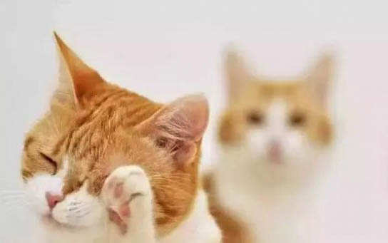 猫咪干呕吐黄水是猫瘟吗?