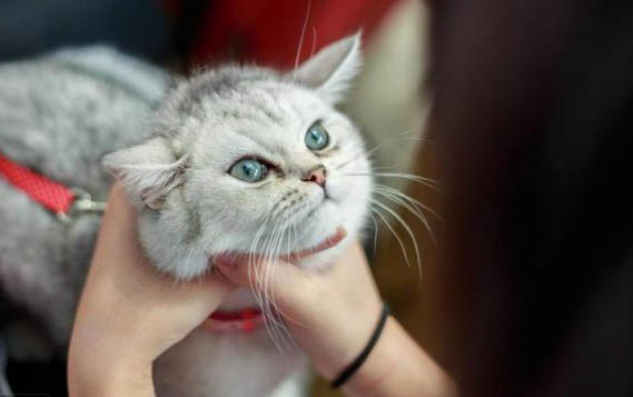 猫怀孕要几个月才生下小猫