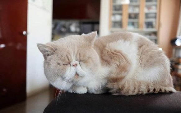 猫咪鼻孔有白色结痂如何处理
