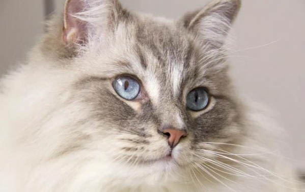 猫咪耳朵发炎用什么药