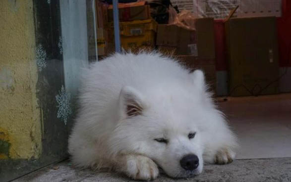 狗狗可以吃面包吗?
