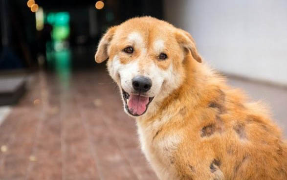 狗狗做穿刺需要注意什么