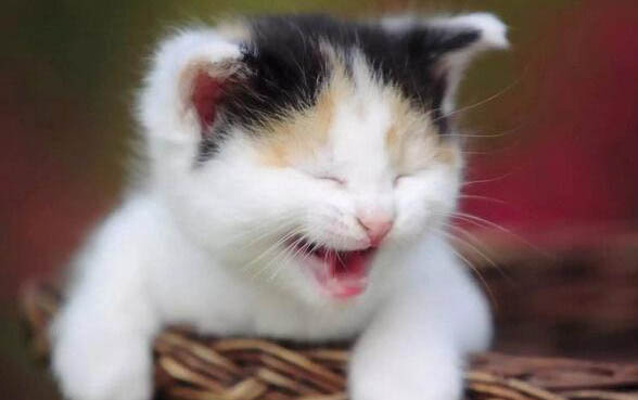 养猫可以养瑞香吗