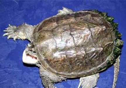 中美拟鳄龟深水养还是浅水养