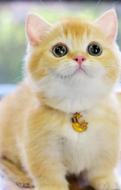 矮脚猫基因缺陷?