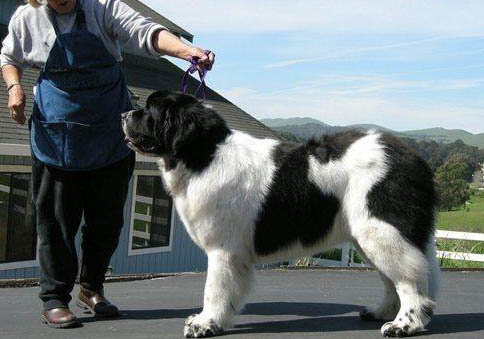 纽芬兰犬口吐白沫的原因及处理方法