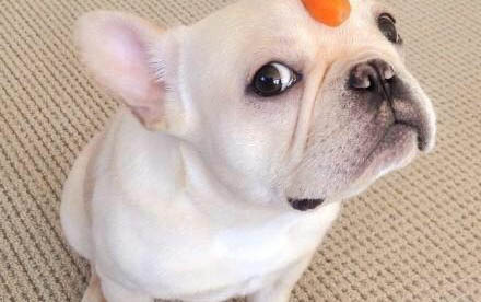 泰迪幼犬狗粮哪个牌子好